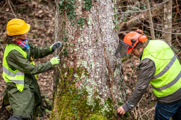 Best Tree Health Inspection  in Brandon, SD