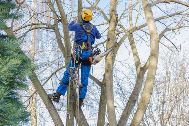 Best Utility Line Clearance  in Brandon, SD