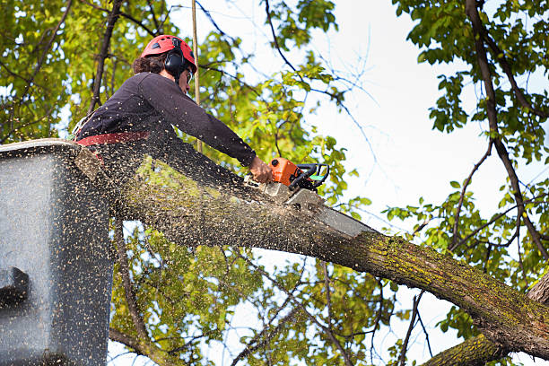 Best Storm Damage Tree Cleanup  in Brandon, SD