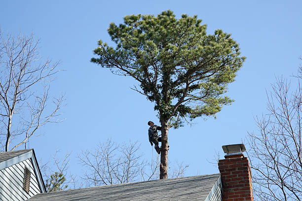 How Our Tree Care Process Works  in  Brandon, SD